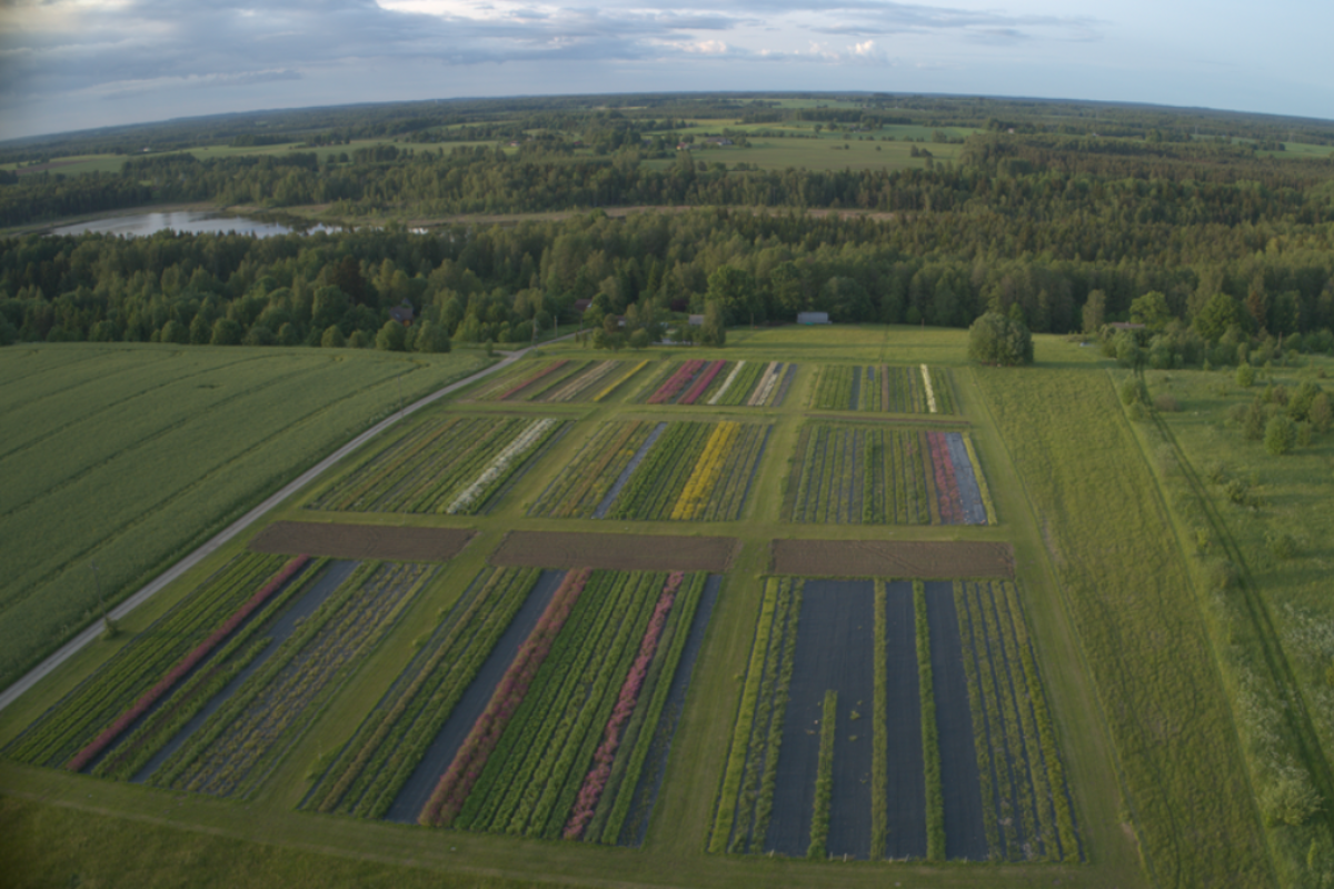nordic botanical